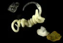 ScienceDaily