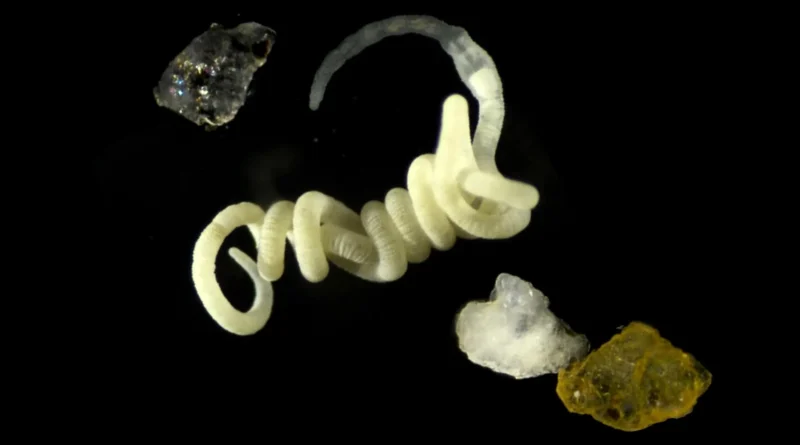 ScienceDaily