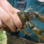 The Giant Crayfish That Beat “Crawzilla”