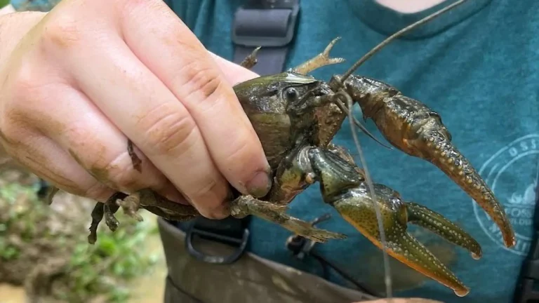 The Giant Crayfish That Beat “Crawzilla”