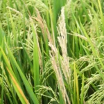 A Hidden Weapon Against Crop-Killing Fungus