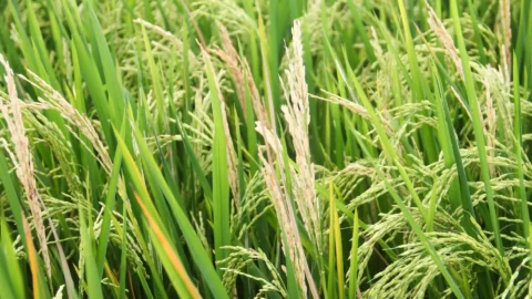 A Hidden Weapon Against Crop-Killing Fungus