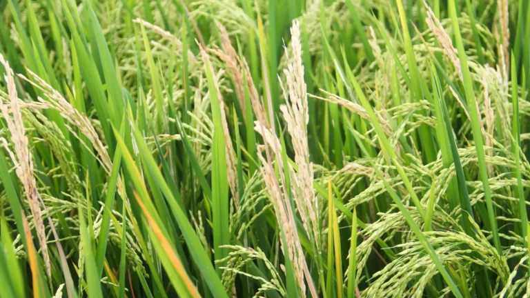A Hidden Weapon Against Crop-Killing Fungus