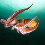 Octopus Intelligence Has a DNA Twist