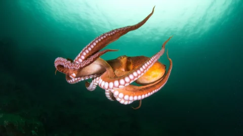 Octopus Intelligence Has a DNA Twist
